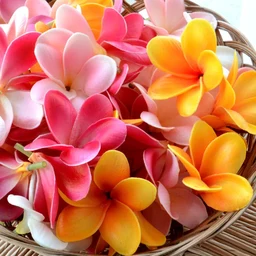 2f959fd6756b44ee0198.webp