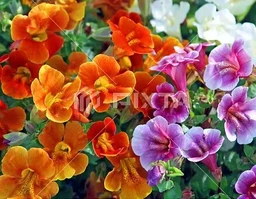 33e8737f8bef9bbdfe41.webp