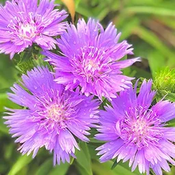 44bdd18a7d879ca929bf.webp