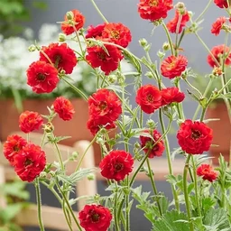 71f115bc2b6fb9d5eb99.webp