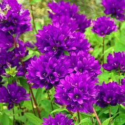 812986c3cc2f22eb0973.webp