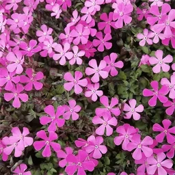 b350d8486a12be8147c4.webp