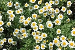 b97a915fe9c674ec2961.webp