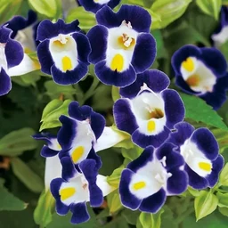 ce3665325e114d9481df.webp