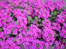 f0f40dcc5b8139d0b031.webp